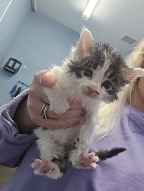 SALTASAURUS - Domestic Medium Hair available for adoption