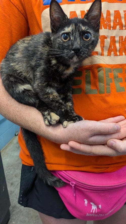 PRISM - Domestic Short Hair available for adoption