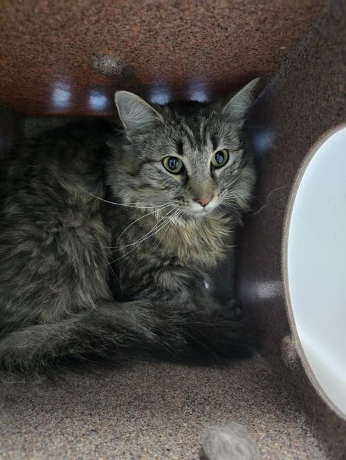 JUAN - Domestic Medium Hair available for adoption