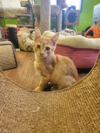 Brave Heart Lion - Photo 1