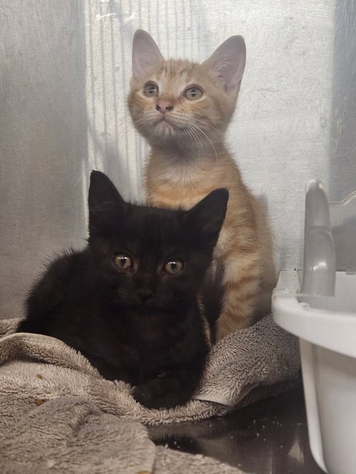BRAVE HEART LION - Domestic Short Hair available for adoption