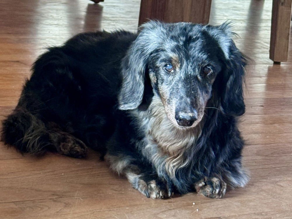 BEAN - Dachshund available for adoption