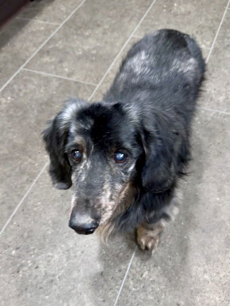 BEAN - Dachshund available for adoption