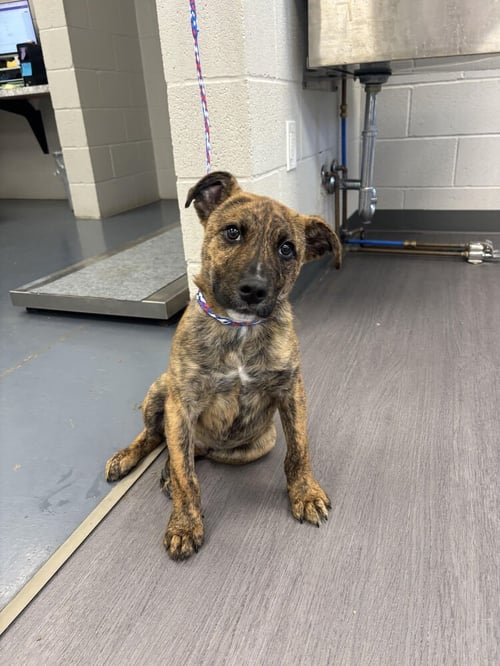 XAVION - Labrador Retriever / Pit Bull Terrier available for adoption