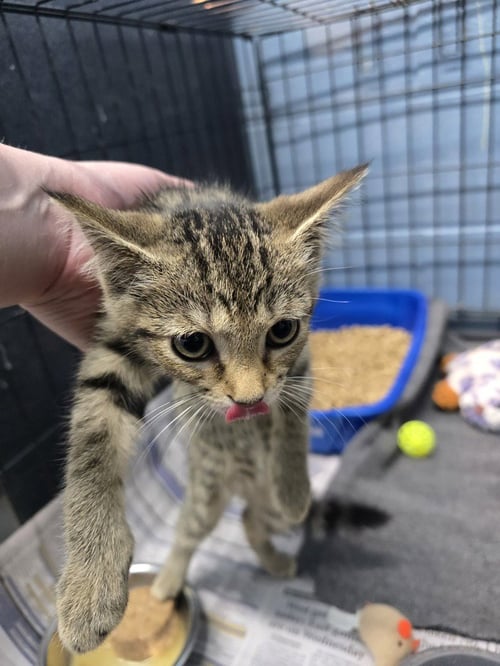 ARIEL - Domestic Short Hair available for adoption