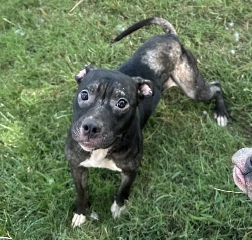 STELLA FAY - Pit Bull Terrier available for adoption