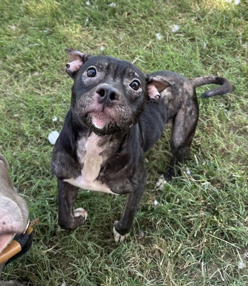 STELLA FAY - Pit Bull Terrier available for adoption