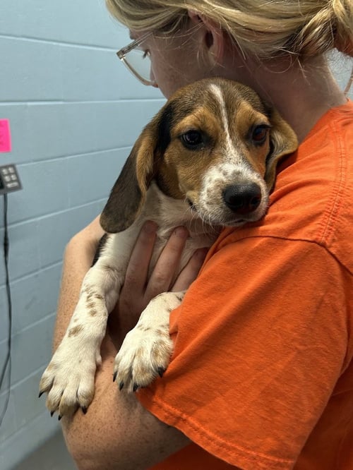 GALILEO GALILEI - Beagle / German Shepherd Dog available for adoption