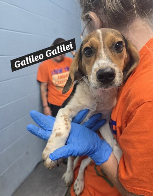 GALILEO GALILEI - Beagle / German Shepherd Dog available for adoption