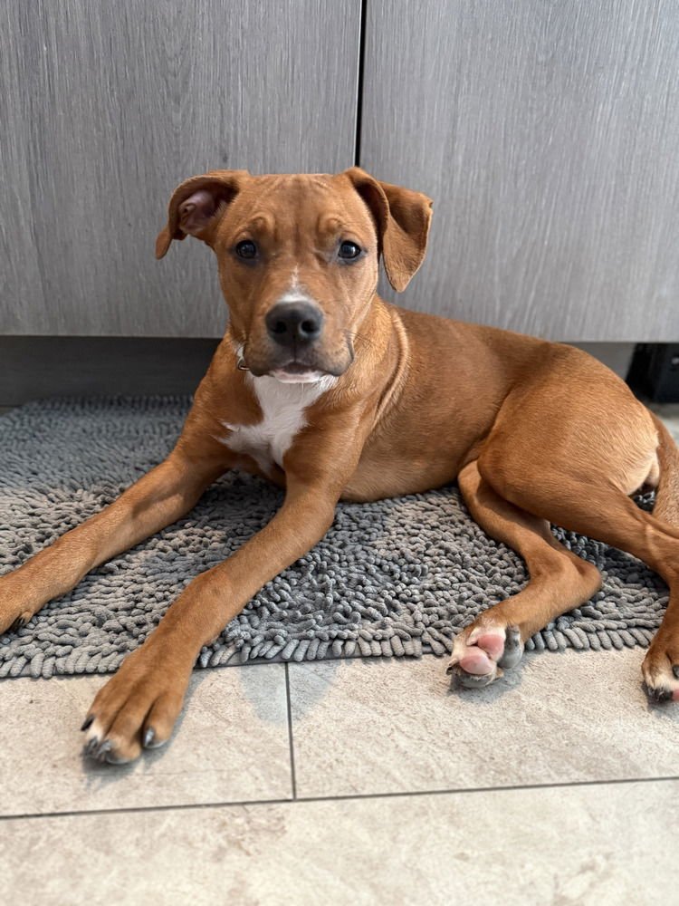 AVALEE - Hound available for adoption