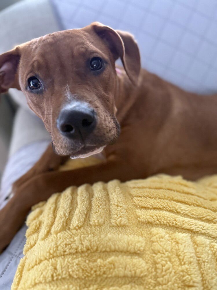 AVALEE - Hound available for adoption