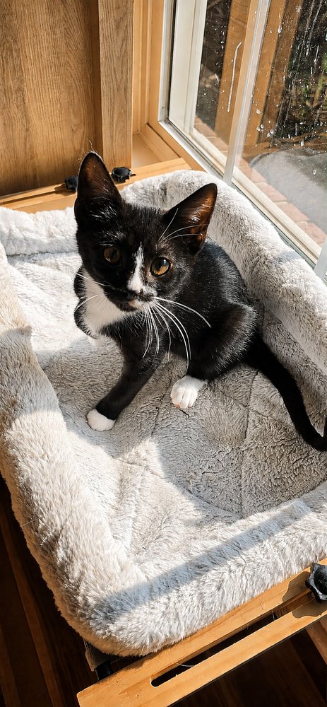 TROLL - Domestic Short Hair available for adoption