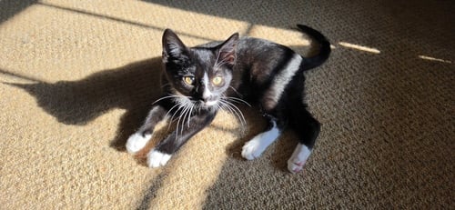 TROLL - Domestic Short Hair available for adoption