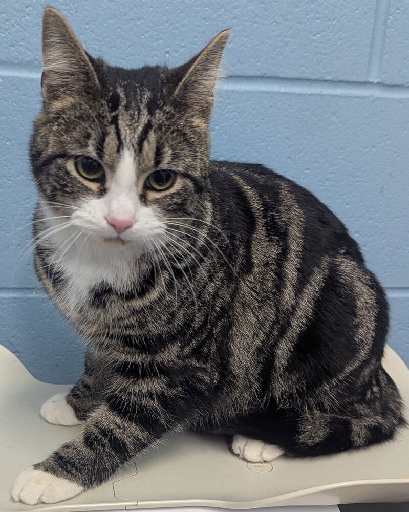 PANDORA (PERU) - Domestic Short Hair available for adoption