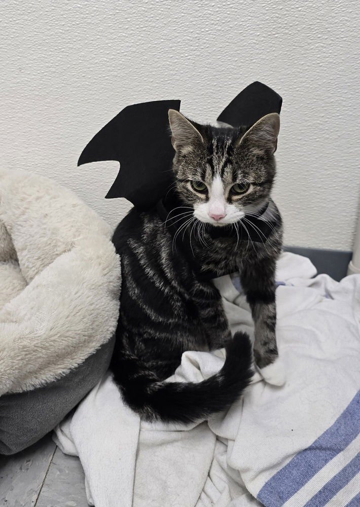 PANDORA (PERU) - Domestic Short Hair available for adoption