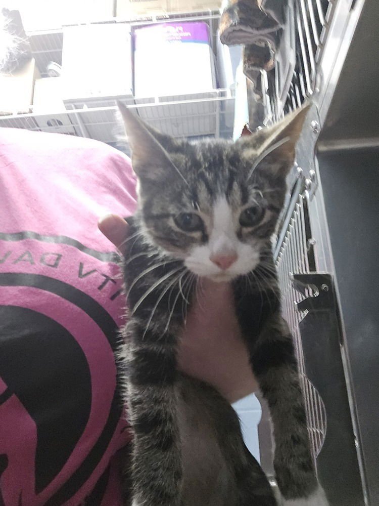 Pandora (Peru) - Photo 4