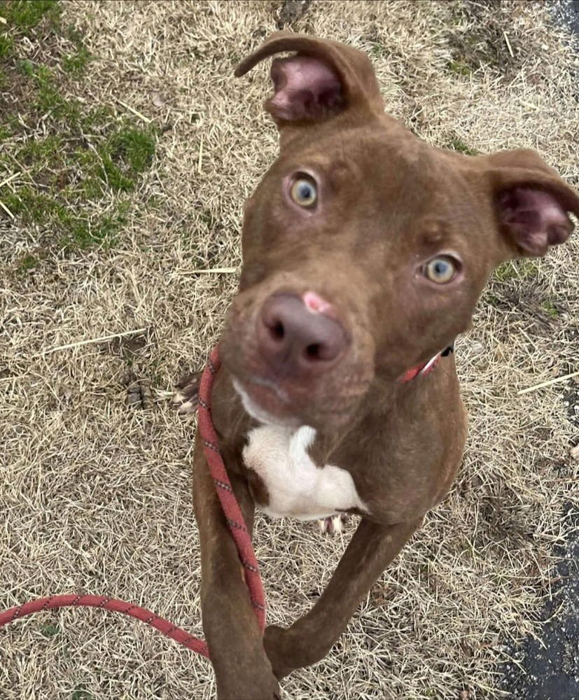 LINDOR - Pit Bull Terrier available for adoption