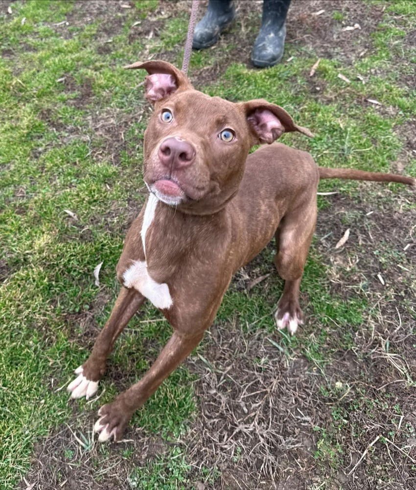 LINDOR - Pit Bull Terrier available for adoption