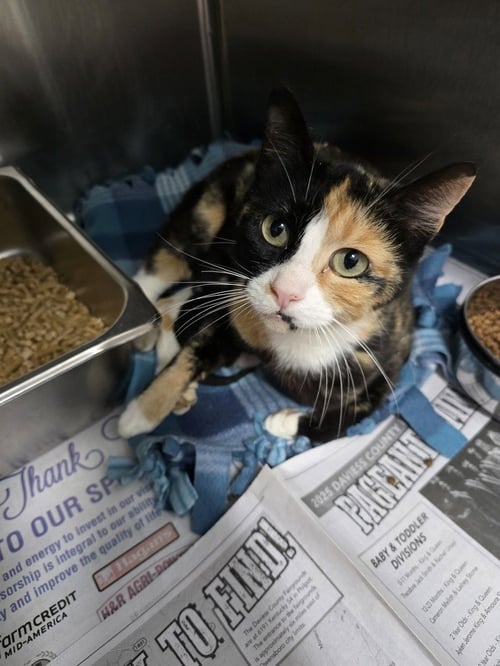 STYROFOAM - Domestic Short Hair available for adoption