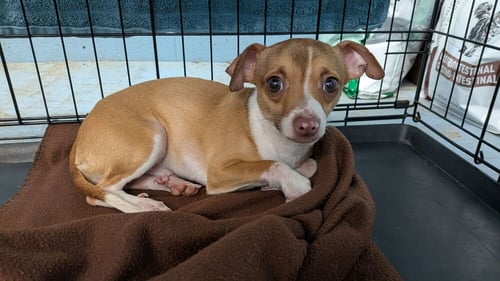 LUCKY - Chihuahua available for adoption