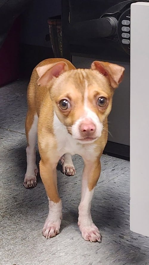 LUCKY - Chihuahua available for adoption