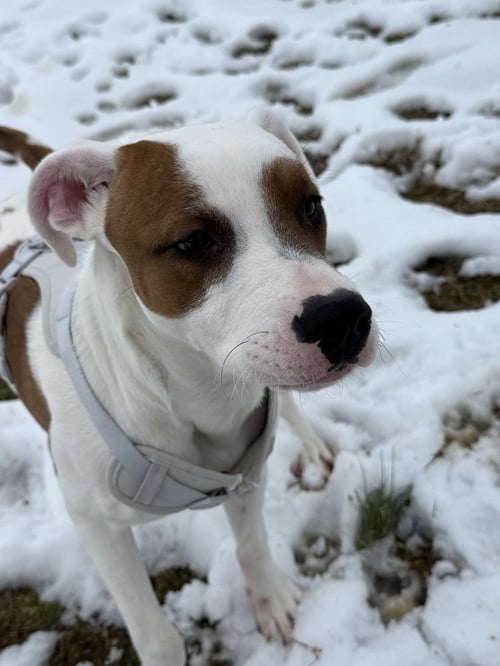 ALOSA - Hound available for adoption
