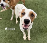 Alosa - Photo 2