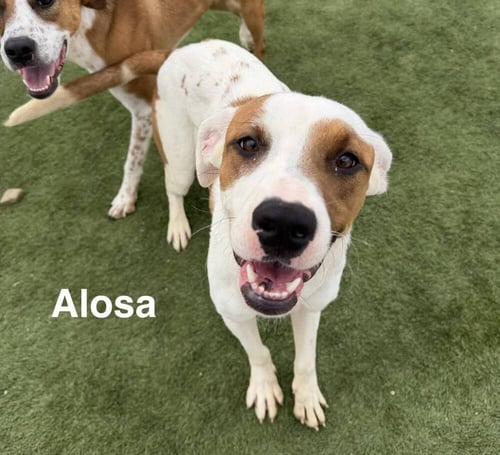 ALOSA - Hound available for adoption