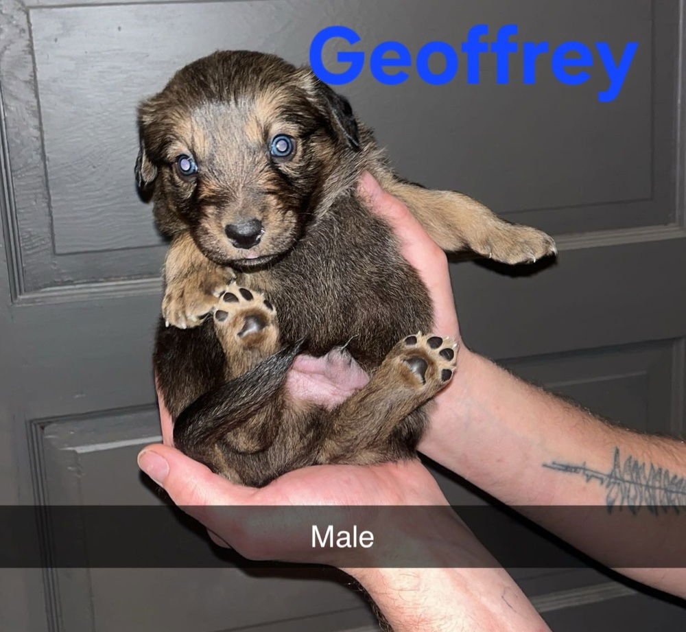 GEOFFREY - Terrier available for adoption