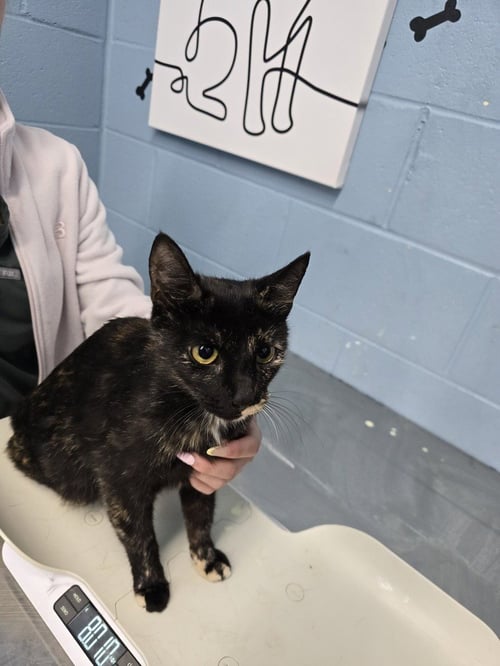 SERENADE - Domestic Short Hair available for adoption