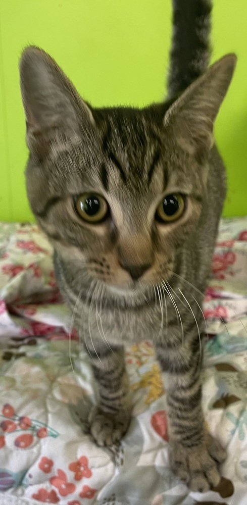 AIREDALE - Domestic Short Hair available for adoption