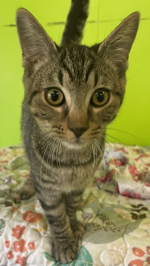 AIREDALE - Domestic Short Hair available for adoption