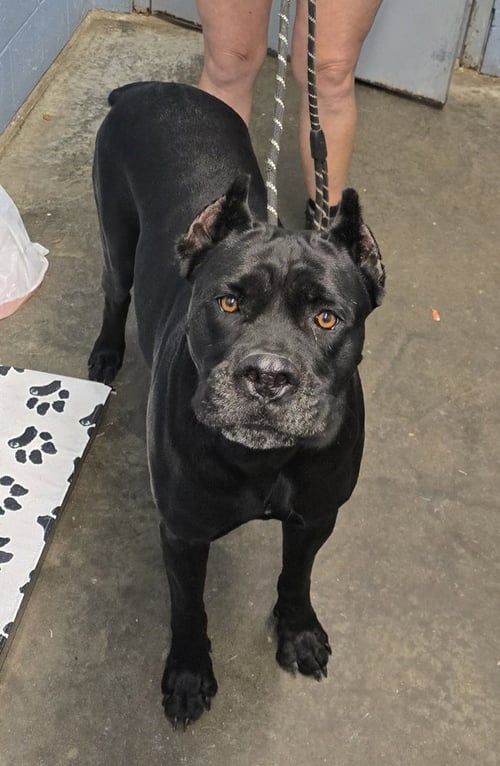 GYPSY - Cane Corso Mastiff available for adoption