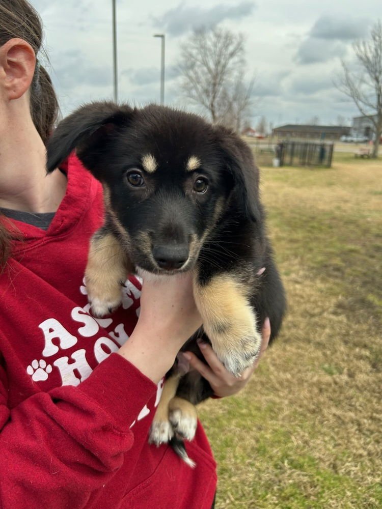 LUKE - Husky / Collie available for adoption
