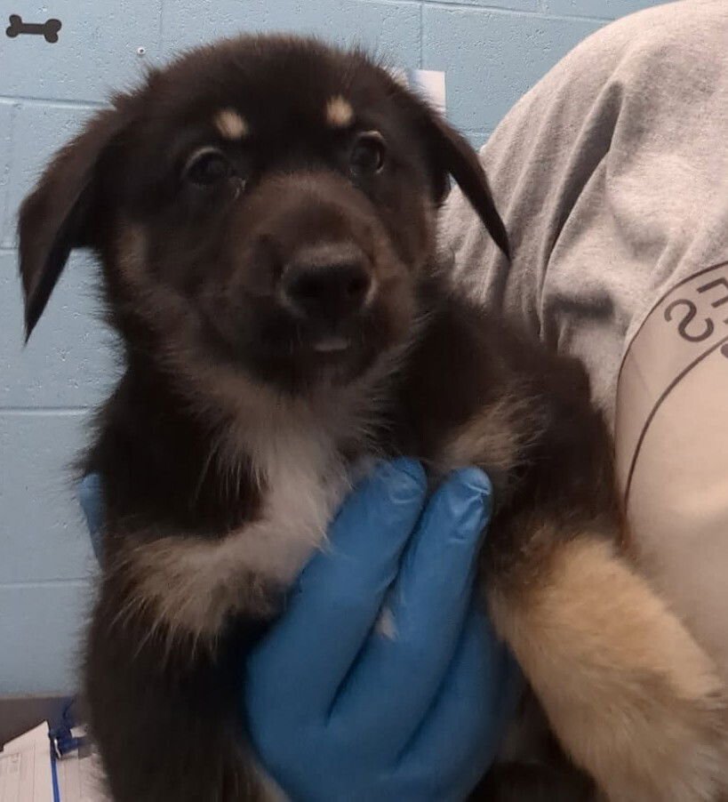 LUKE - Husky / Collie available for adoption