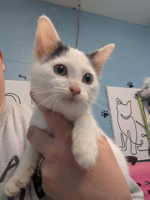 BAKALAVA - Domestic Short Hair available for adoption