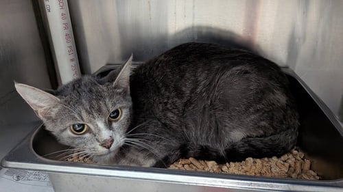 HELIUM - Domestic Short Hair available for adoption