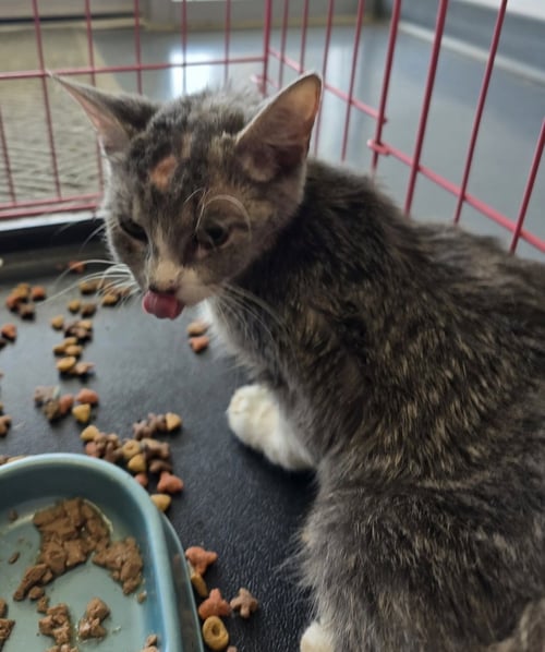HELIUM - Domestic Short Hair available for adoption