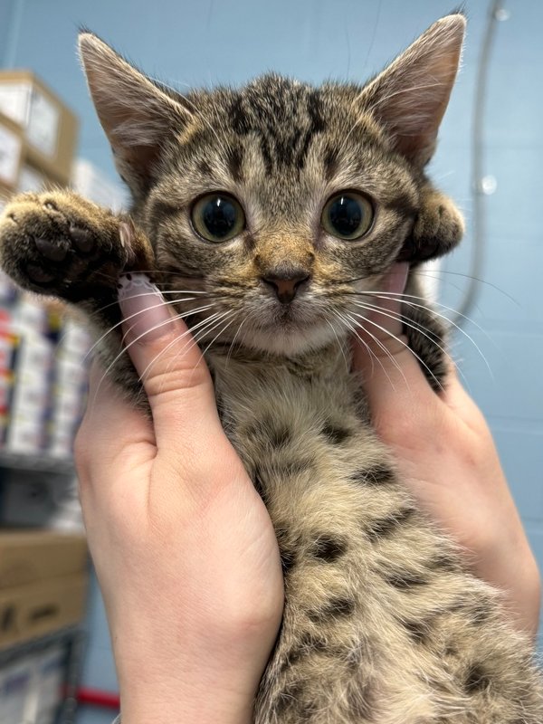 MINEY - Domestic Short Hair available for adoption