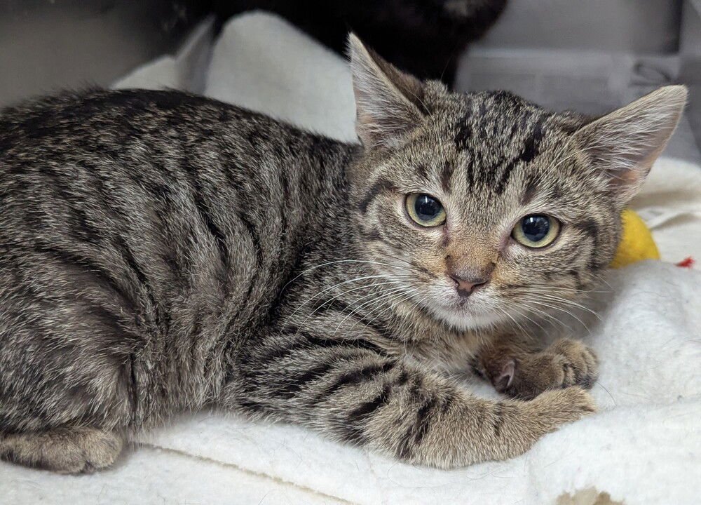 MINEY - Domestic Short Hair available for adoption