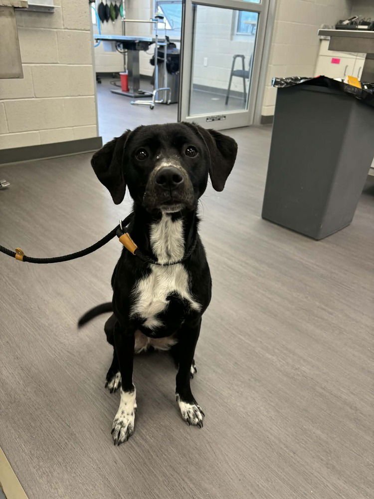 ROXIE - Labrador Retriever / Retriever available for adoption