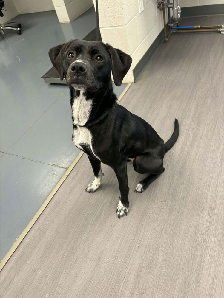 ROXIE - Labrador Retriever / Retriever available for adoption