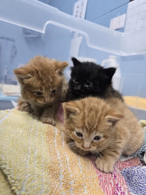 HILLCREST - Domestic Short Hair available for adoption