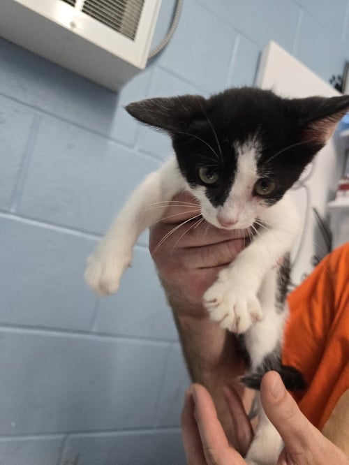 YING YANG - Domestic Short Hair available for adoption