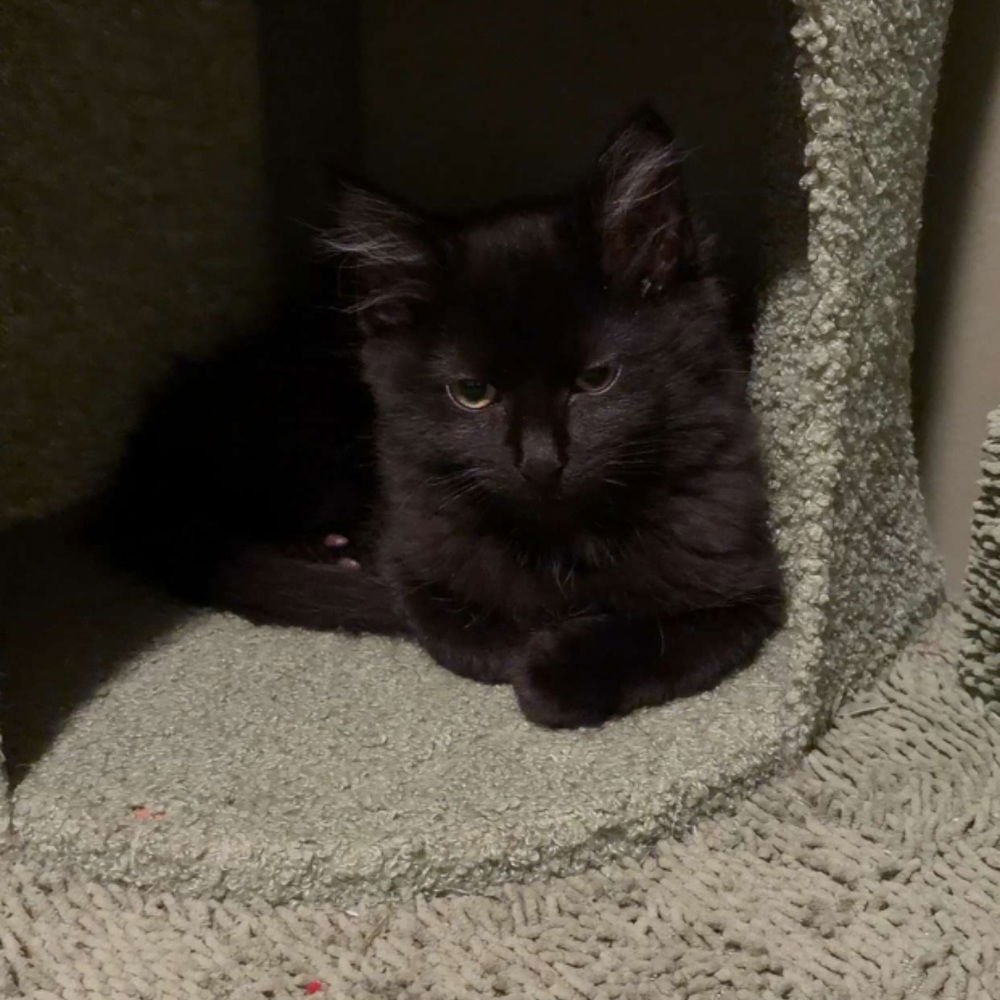 KYLER - Domestic Medium Hair available for adoption