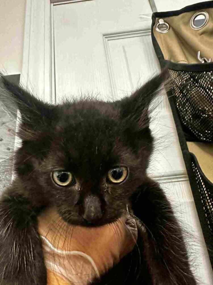 KYLER - Domestic Medium Hair available for adoption