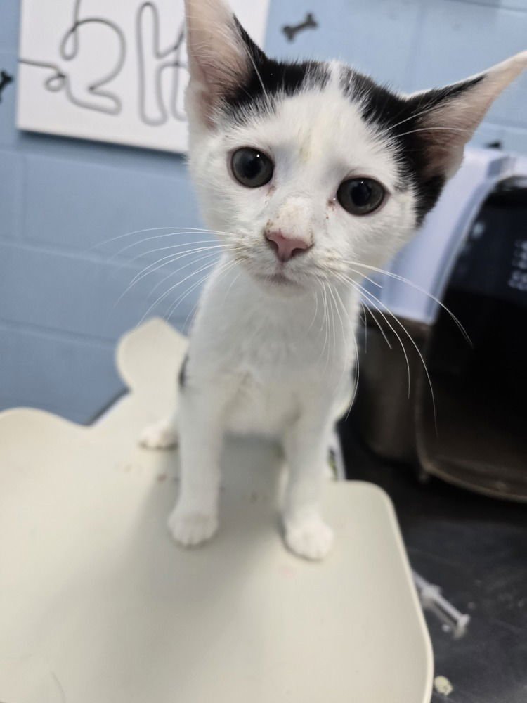 VALENTINO - Domestic Short Hair available for adoption