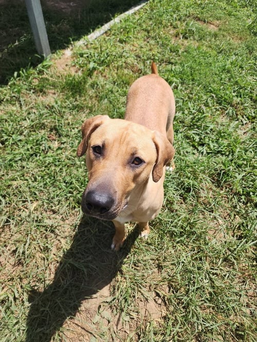 JASMINE FAYE - Terrier available for adoption