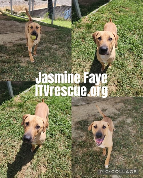 JASMINE FAYE - Terrier available for adoption