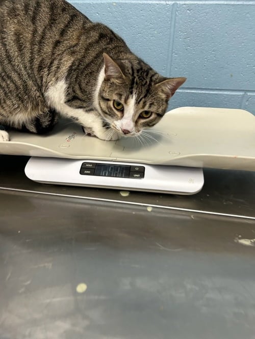 BABY - Domestic Short Hair available for adoption